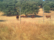 03. Vallado ganadero